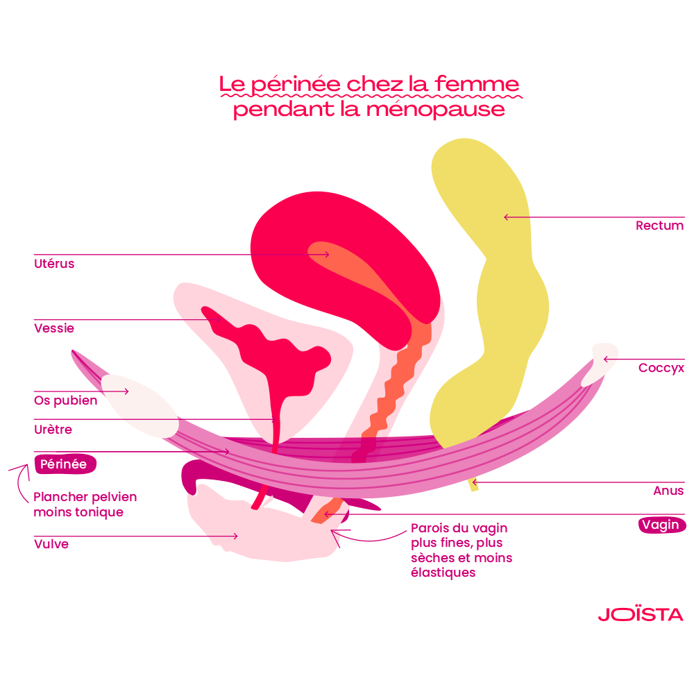 Illustration du périnée chez la femme pendant la ménopause