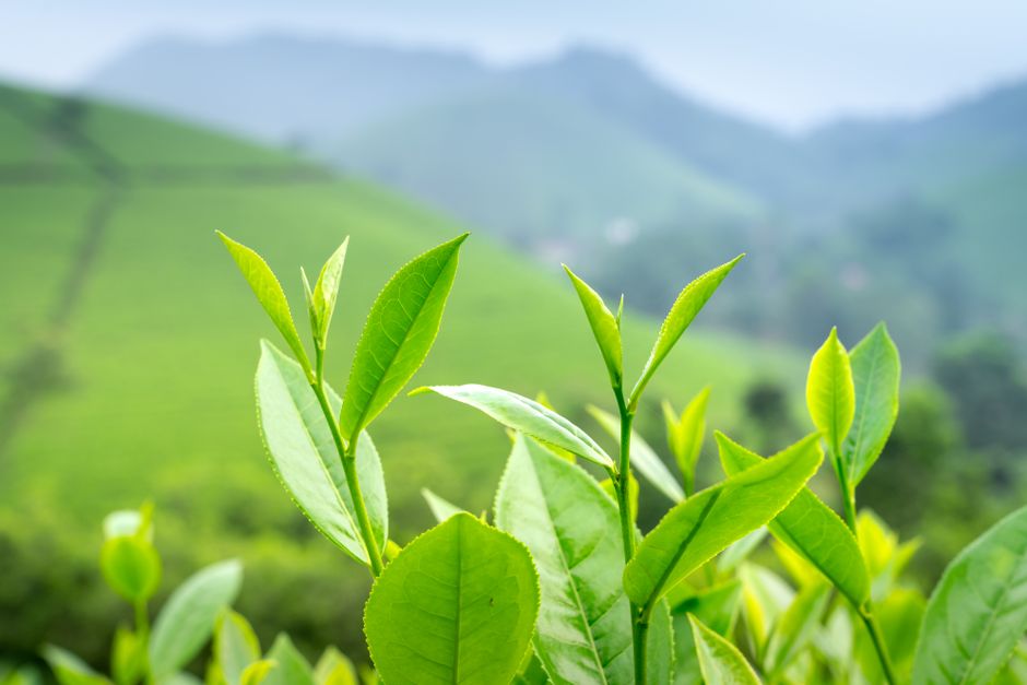 Comment manger à la ménopause : guide nutritionnel