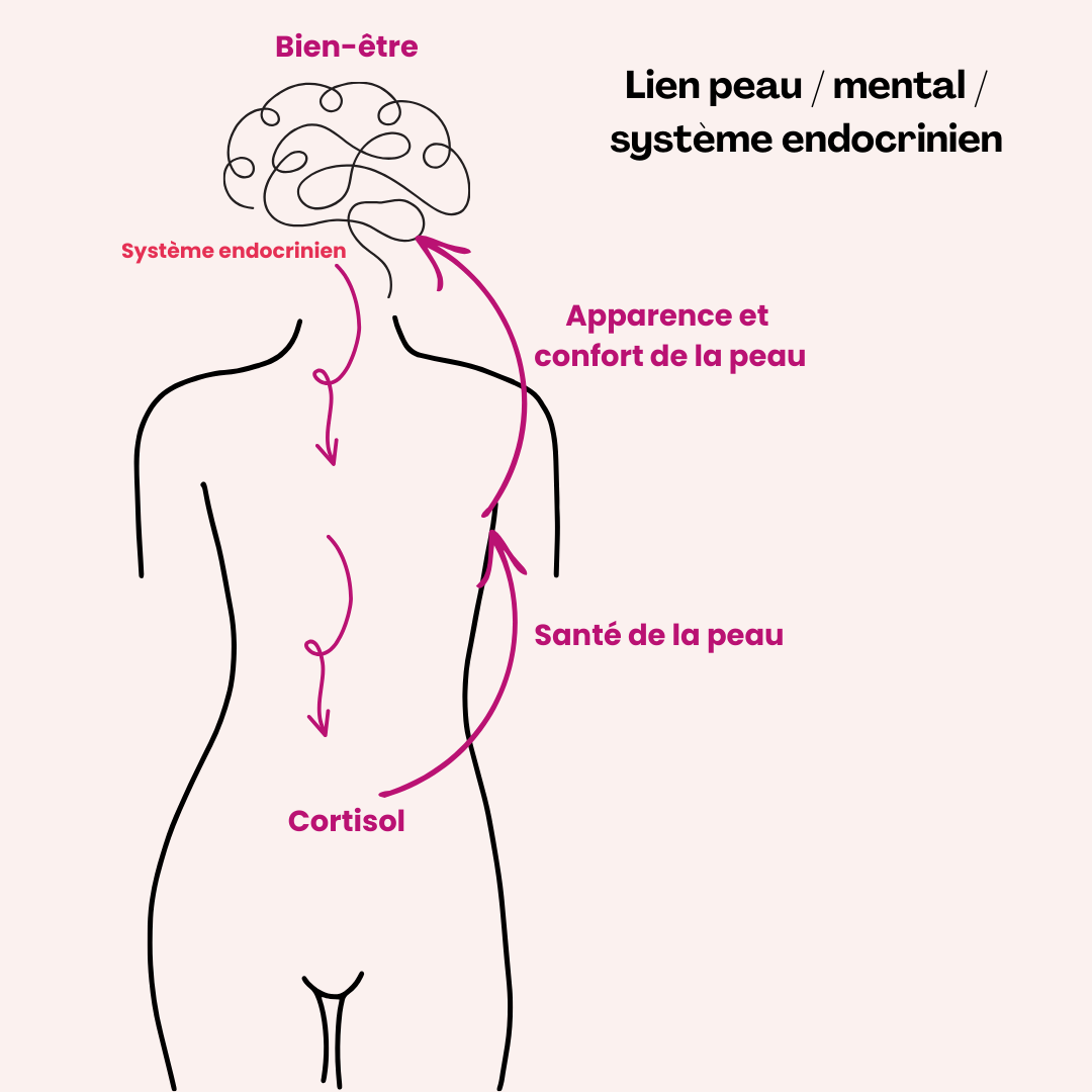 Schema_neuro_cosmetique.png